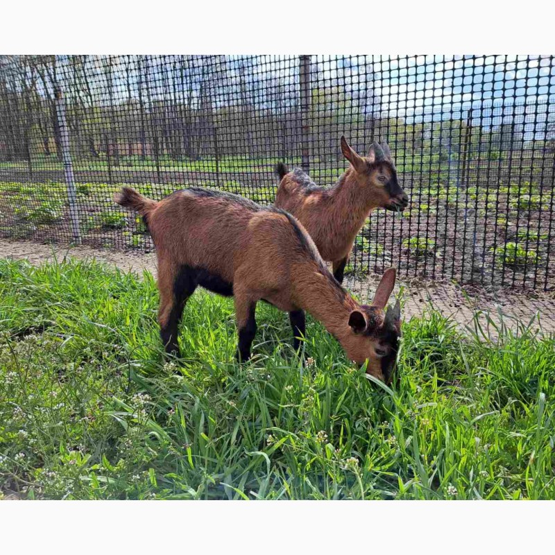 Фото 7. Альпійські чистокровні козенята і кози