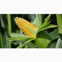 Насіння кукурудзи ДКС 4014 ФАО 310