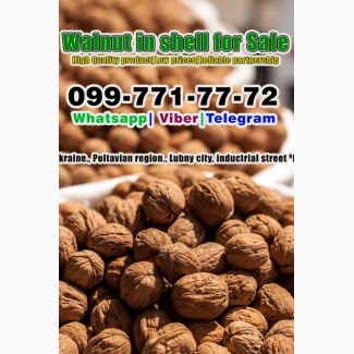 Walnut in shell for Sale! Pre-order available! situated in Ukraine