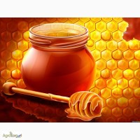 Куплю мед оптом