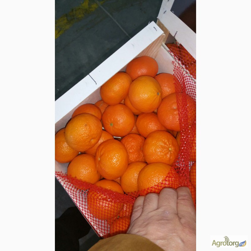 Фото 17. Продаем мандарины из Испании