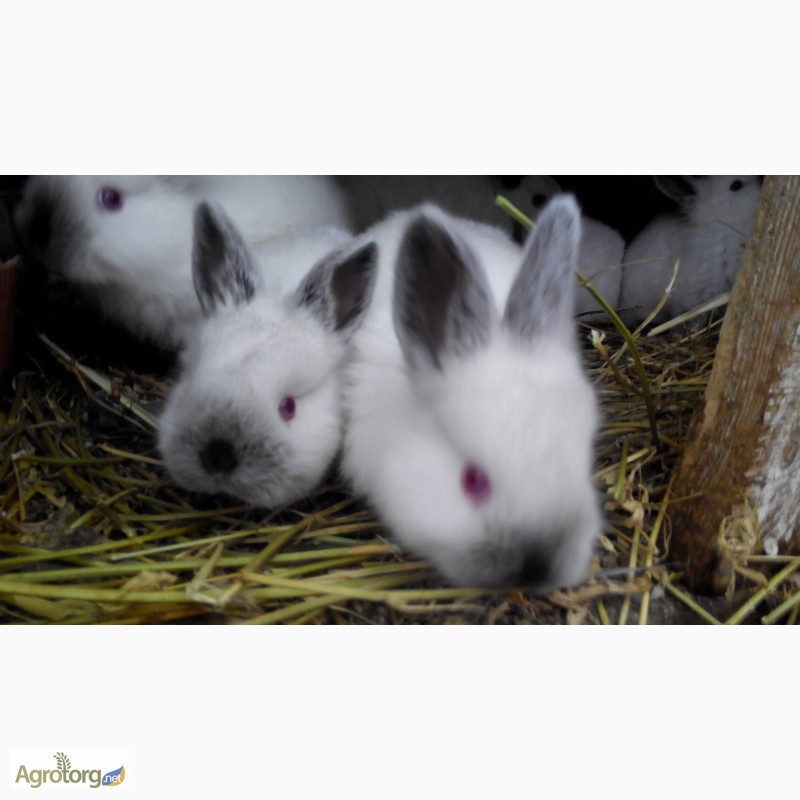 Фото 7. Продам кролики різнихпорід
