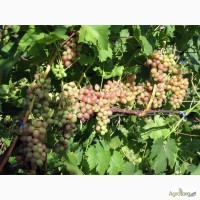 10 Продам черенки ранних столовых и технических сортов винограда