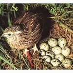 Инкубационные яйца перепела породы: Техасец и Фараон