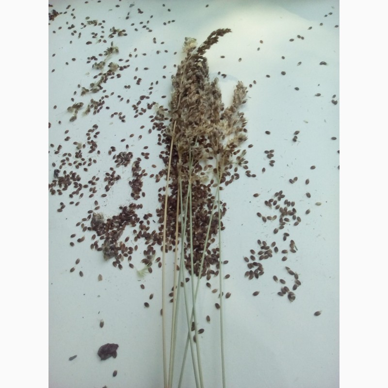 Фото 10. Продам розсаду, семена травы ЗУБРОВКИ (чаполоч), ЛАНДЫША (лесного)