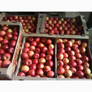 Продам яблоки оптом (Айдаред, Чемпион, Голден, Фуджи, Пинова)