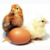 Інкубаційні яйця курей Несучок Домінант. Курчата курей несучок