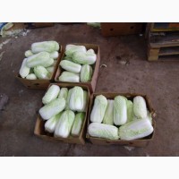 Продам пикинскую капусту от производителя, Дніпропетровська обл