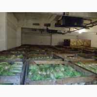 Продам пикинскую капусту от производителя, Дніпропетровська обл