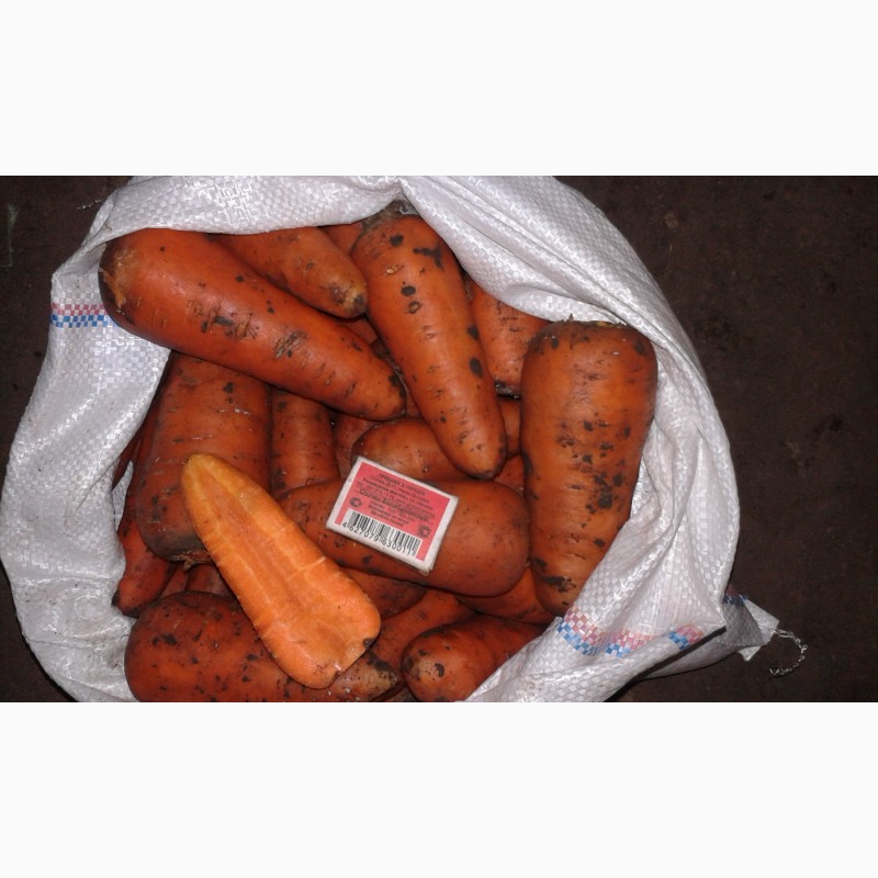 Фото 2. Продаю морковь 1 сорта