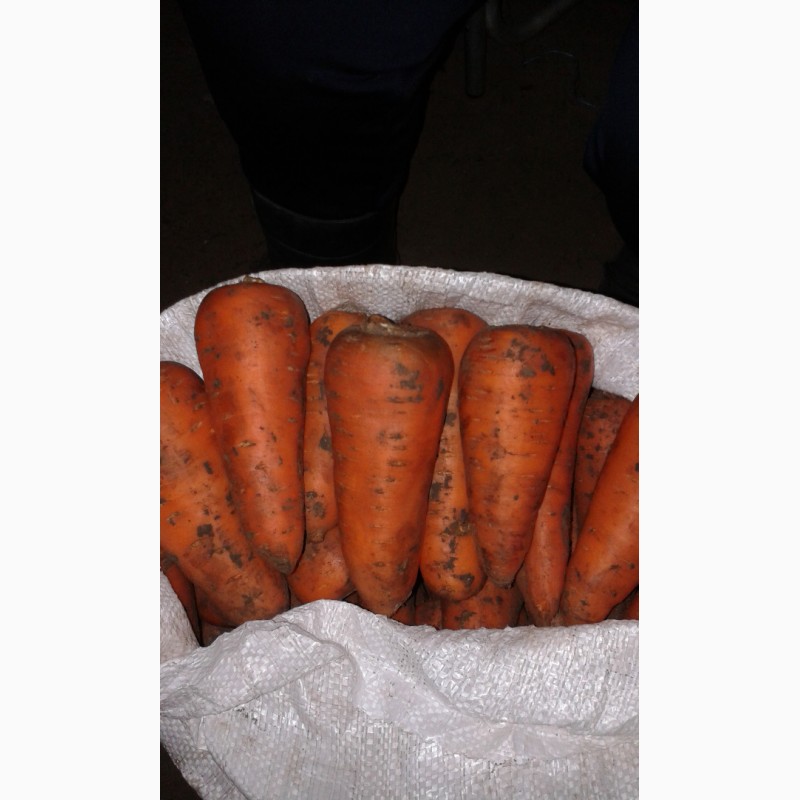 Фото 3. Продаю морковь 1 сорта