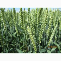 Пшениця-дворучка ГРАНУС (Штрубе, Німеччина) - для осінньо-весняного посіву