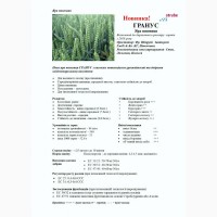 Пшениця-дворучка ГРАНУС (Штрубе, Німеччина) - для осінньо-весняного посіву