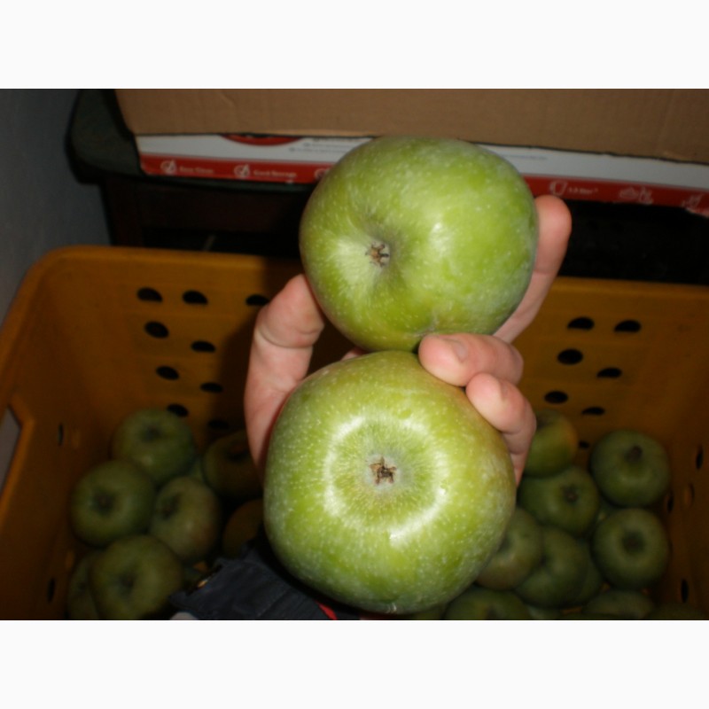 Фото 5. Яблука (ЕКО)
