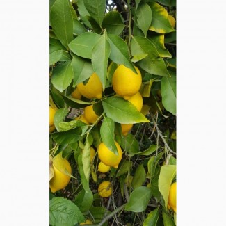 Лимоны, апельсины, мандарины ОПТ не дорого__от производителя в Турции