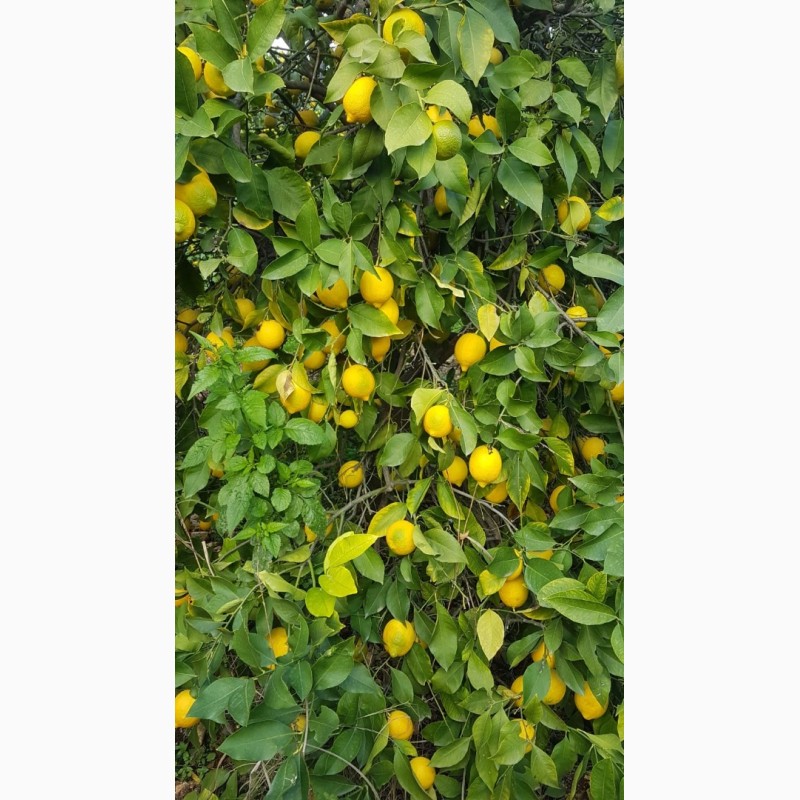 Фото 2. Лимоны, апельсины, мандарины ОПТ не дорого__от производителя в Турции