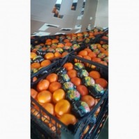 Лимоны, апельсины, мандарины ОПТ не дорого__от производителя в Турции