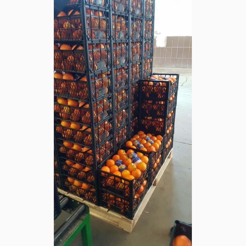 Фото 4. Лимоны, апельсины, мандарины ОПТ не дорого__от производителя в Турции