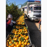 Фото 5. Лимоны, апельсины, мандарины ОПТ не дорого__от производителя в Турции
