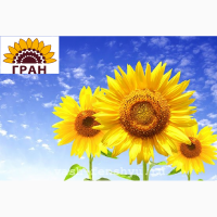 Науково-виробнича фірма ГРАН пропонує посівний матеріал соняшнику гібридів стійких