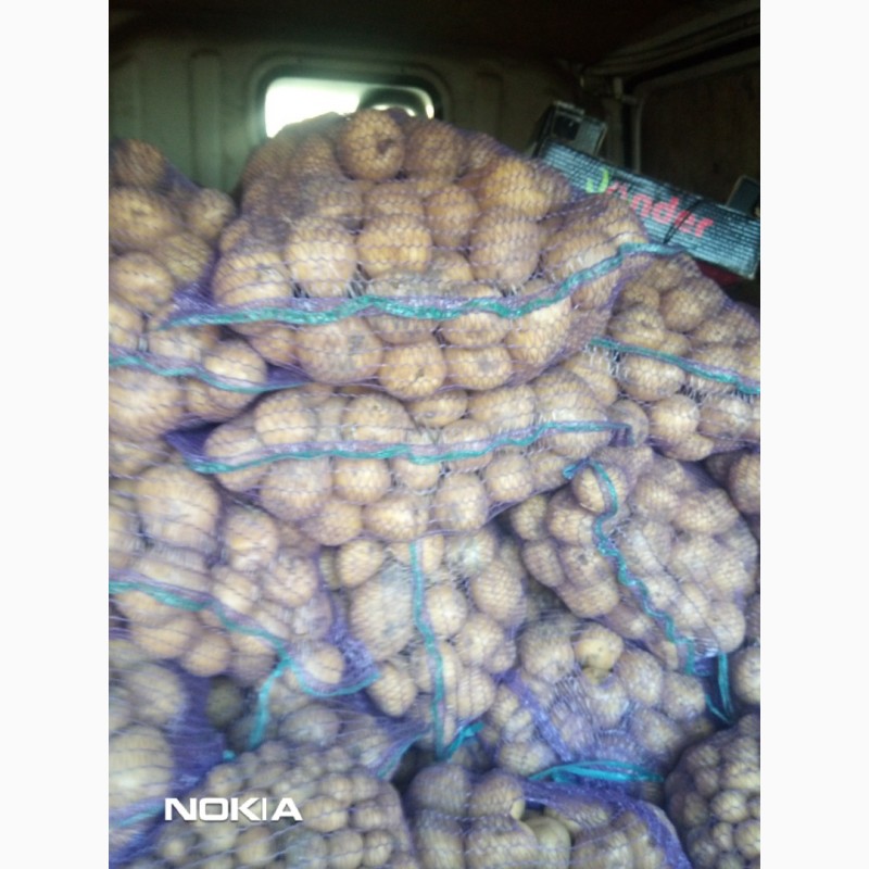 Фото 3. Продам картоплю сортову Ривьера, Королева Анна, Гала