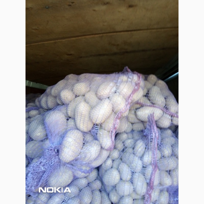Фото 6. Продам картоплю сортову Ривьера, Королева Анна, Гала