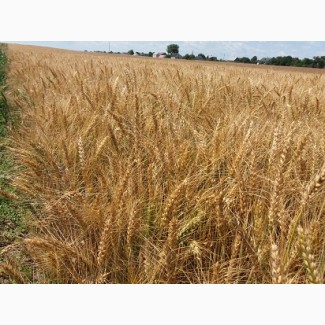 Купуємо пшеницю по Львівській області