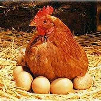 Фото 4. Продам куриное яйцо, цены от производителя