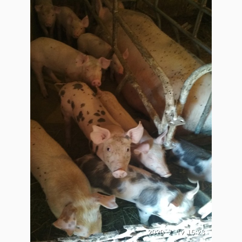 Фото 2. Свині, поросята, ландрас, п#039;єтрен, продаж