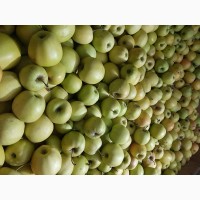 Продам яблка Голден двоїчка велика кількість е щерізні сорта великий вибір