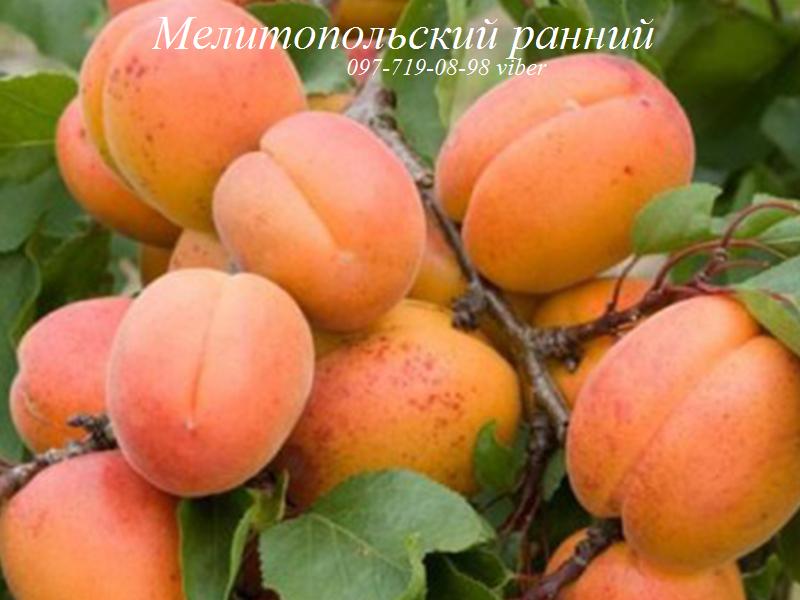 Фото 5. Саженцы абрикоса