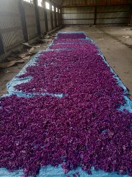 Фото 2. Куплю квіти мальви мавританської