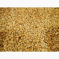 Пропоную купити насіння озимої пшениці Канадського сорту Квебек-117 1-Р