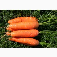 Продам семена моркови Красная боярыня