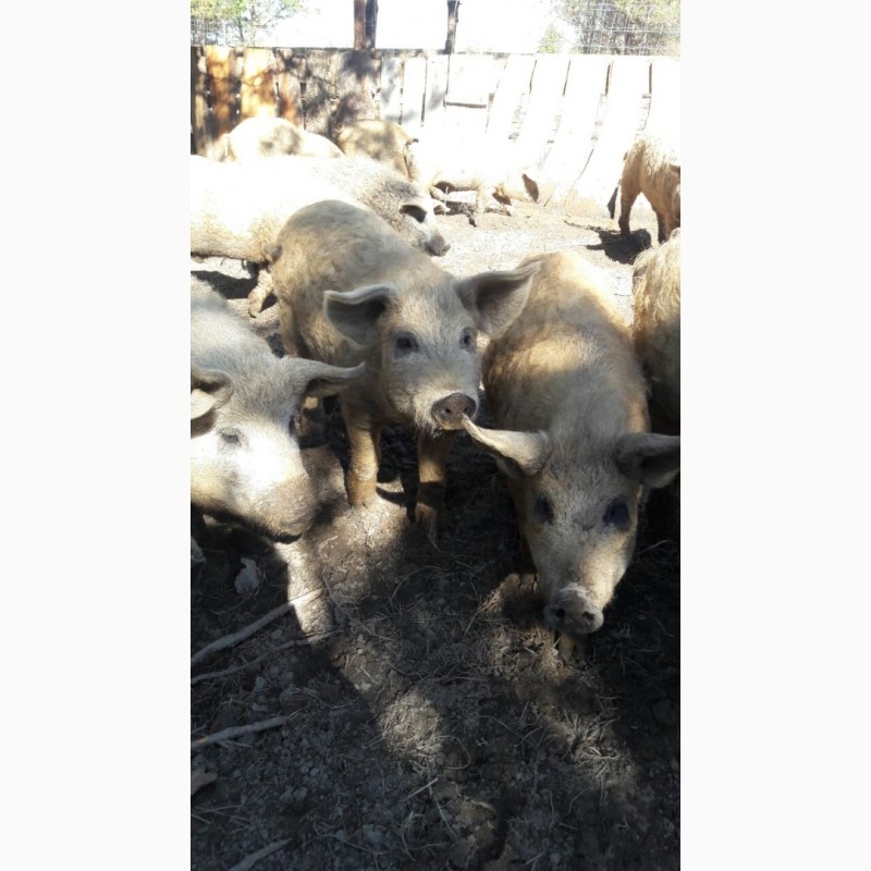 Фото 2. Продаются свинки породы Мангалица
