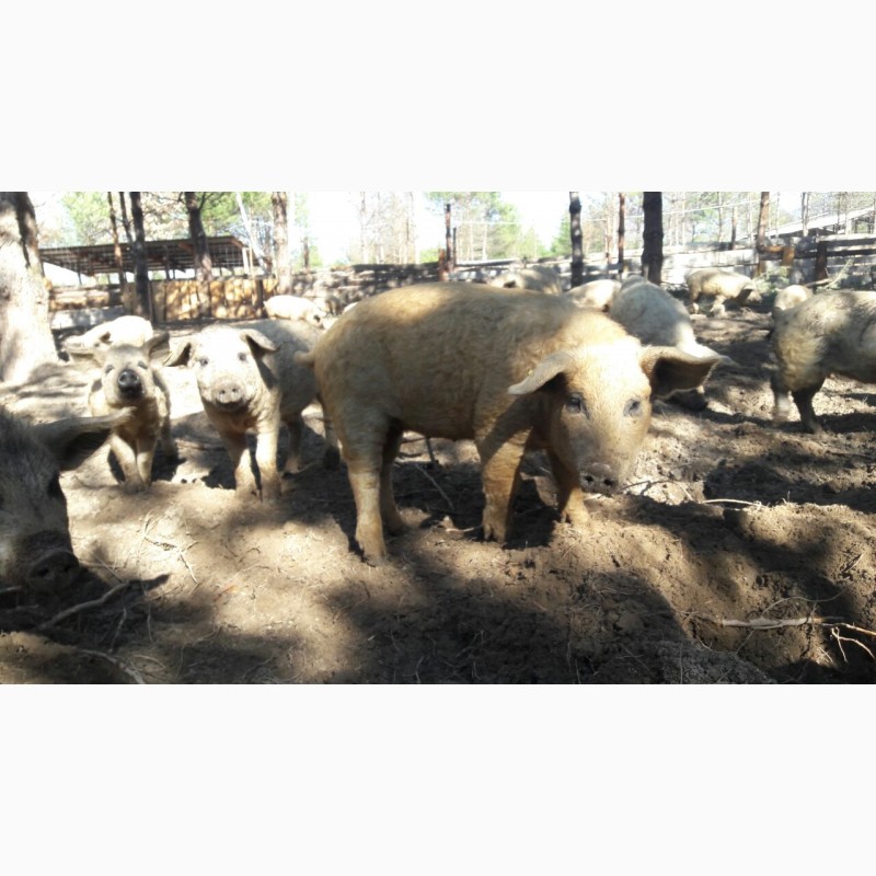 Фото 4. Продаются свинки породы Мангалица