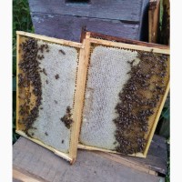 Продам бджлопакети Карніка та Карпатку