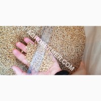 Канадский трансгенный сорт мягкой озимой пшеницы BLOOM