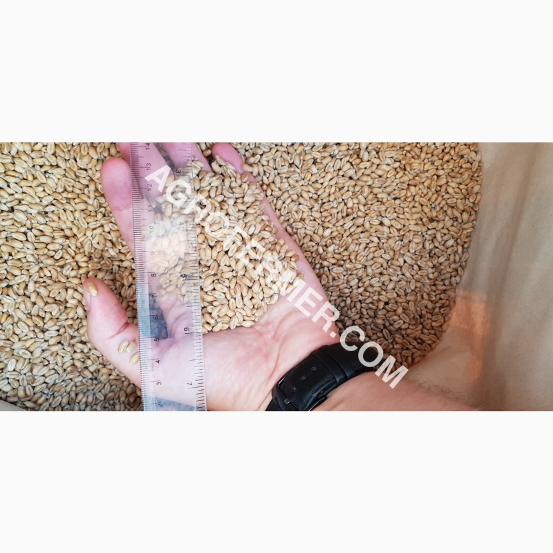 Фото 5. Канадский трансгенный сорт мягкой озимой пшеницы BLOOM