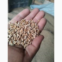 Продам пшеницю