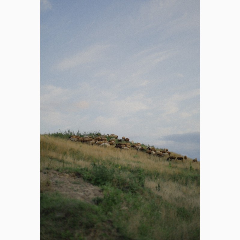 Фото 6. Продається отара курдючних овець гісарської породи