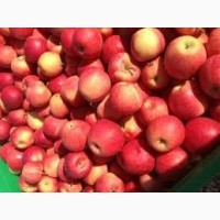 Продам зимові яблука сорт Флоріна, Голден. Обєм 0.5т