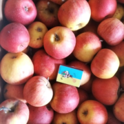 Фото 2. Продам зимові яблука сорт Флоріна, Голден. Обєм 0.5т