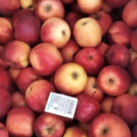 Продам зимові яблука сорт Флоріна, Голден. Обєм 0.5т