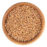 Продаємо пшеницю фуражну