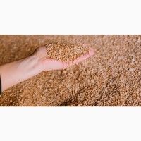 Продам фуражну пшеницю 3000 тонн