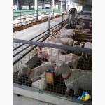 Стійлове обладнання для утримання кіз та овець MetallDreamUA