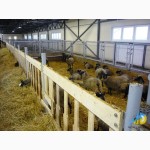 Стійлове обладнання для утримання кіз та овець MetallDreamUA