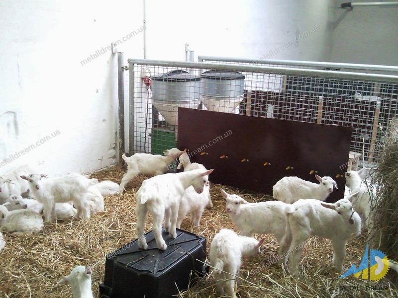 Фото 9. Стійлове обладнання для утримання кіз та овець MetallDreamUA