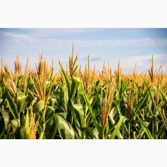 Продам кукурудзу 400 тонн, Чернігівська область, Бобровиця